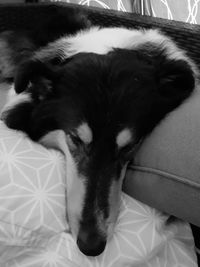 Close-up of dog relaxing on bed at home