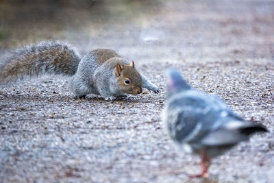 Squirrel on a land