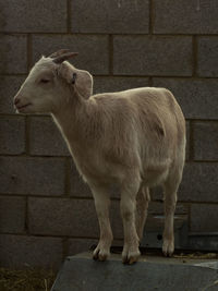 Horse standing against wall