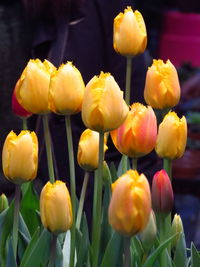 Close-up of yellow tulips