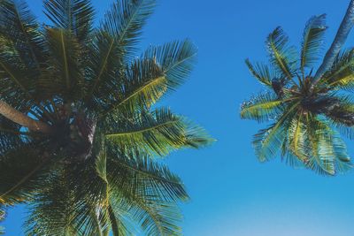 Low angle view of palm trees against clear blue sky