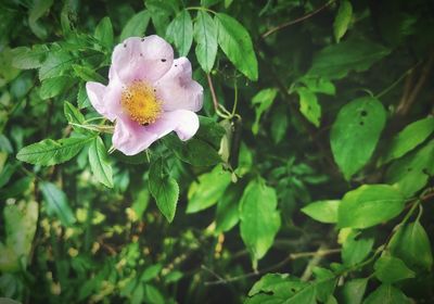 Close-up of flower blooming outdoors