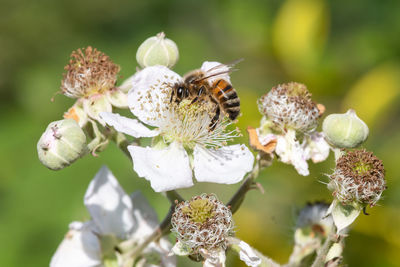 Close up of a european honey bee pollinating awhite flowers on a common bramble plant