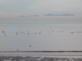 Birds flying over lake against sky