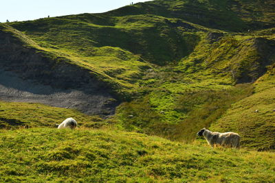 Sheep in a field