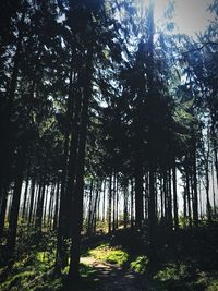 Trees in forest against sky