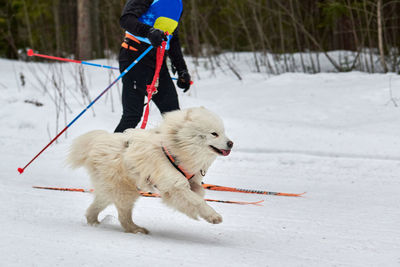 Skijoring dog racing. winter dog sport competition. samoyed dog pulls skier. active skiing on snow