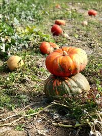 Close-up of pumpkins on field