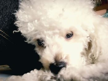 Close-up portrait of a dog