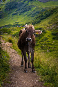 Horse standing on field