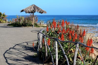 Plants growing on beach against sky