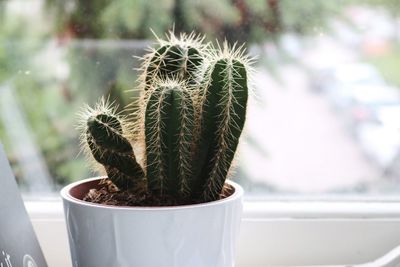 Close-up of cactus plant