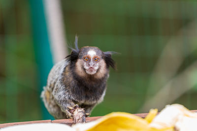 White tufted marmoset waiting for a banana 