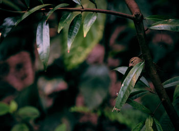 Close-up of fresh green leaves