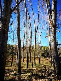 Trees in forest against clear sky