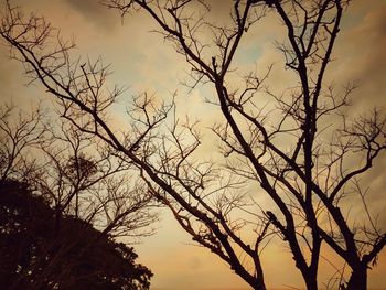 Low angle view of silhouette bare tree against sky during sunset