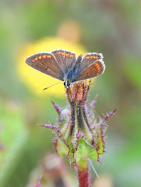 Close-up of butterfly pollinating on flower
