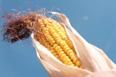 Close-up of sweetcorn against blue sky