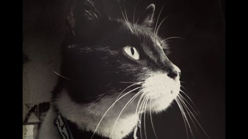 Close-up of cat