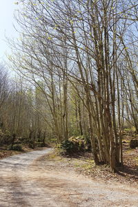 View of bare trees in the forest