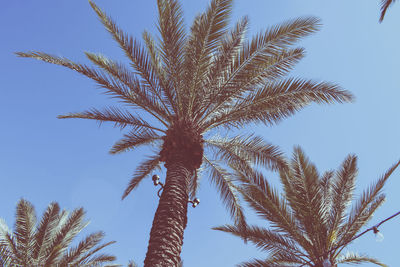 Low angle view of palm tree against clear sky