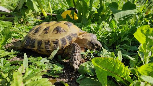 Close-up of turtle in plants