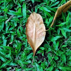 Close-up of leaves on field