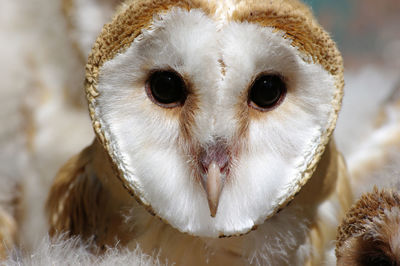 Close-up of owl