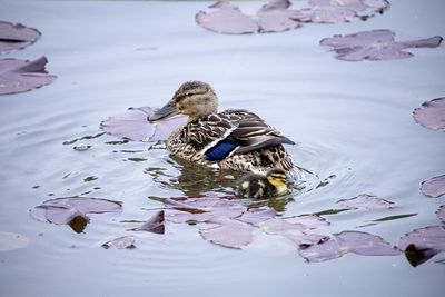 High angle view of mallard ducks swimming in lake