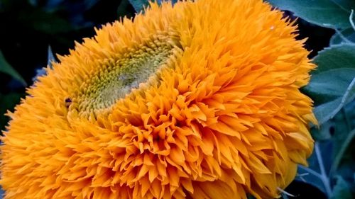 Close-up of yellow flower blooming outdoors