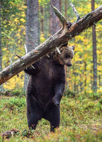 Elephant in a forest