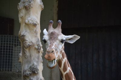 Close-up of a horse