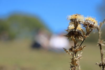 Close-up of wilted plant against sky