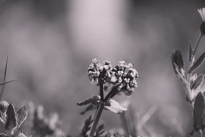 Close-up of wilted flowering plant