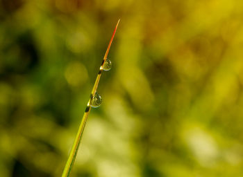 Close-up of insect on wet plant