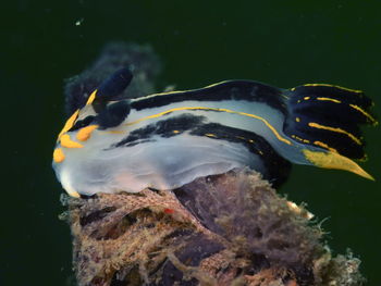 Close-up of fish underwater