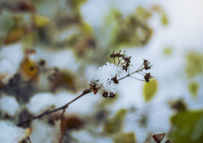 Close-up of snow on plant