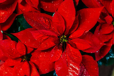 Full frame shot of wet red flowering plant during rainy season