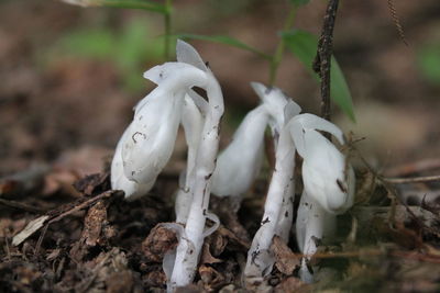 Close-up of white flower