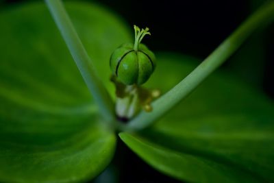 Close-up of euphorbia inflorescence