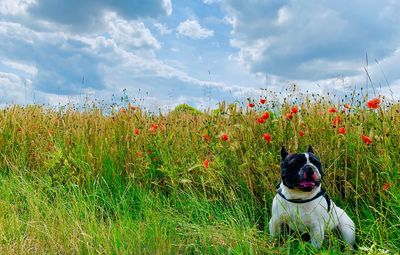 Dog looking away on field