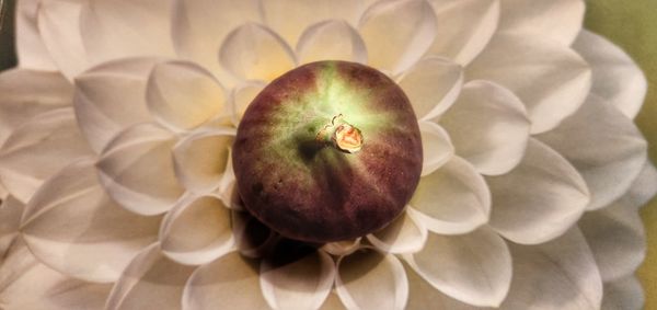 High angle view of apple on plant