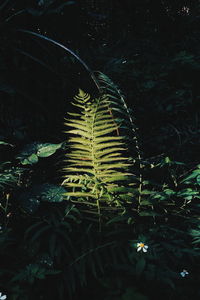 Close-up of fern against trees