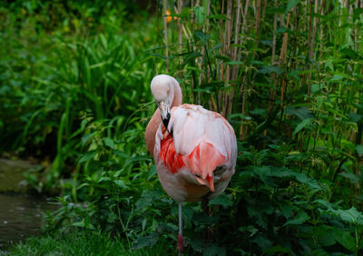 Close-up of bird on field