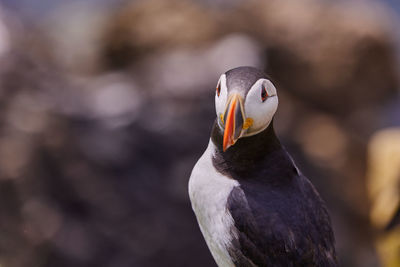 Puffin standing on a rock cliff . fratercula arctica 