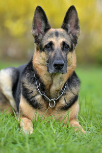 Portrait of dog sitting on grass