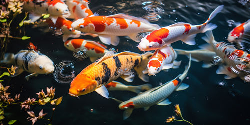 Close-up of koi carps swimming in pond