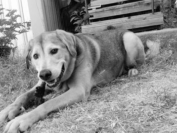 Dog lying on the ground