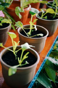 High angle view of potted plant