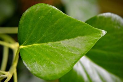 Close-up of green leaves